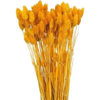 Sušený phalaris oranžový 80 g