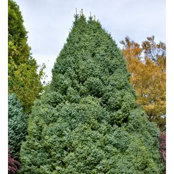 Sazenice Picea omorika 'Nana', km40–50 cm