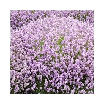 Sazenice Lavandula angustifolia Rosea' k9x9