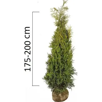 Sazenice Túje západní 'BRABANT' 175-200 cm