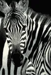 Balta Designer Zebra 33302/190 120 x…