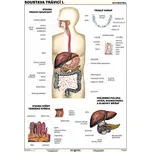 Výuková tabulka A4: Trávicí soustava I…