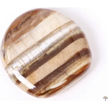 Drahý kámen Magieprirody.cz Hmatka Zkamenělé dřevo 35 - 40 mm placička #121