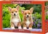 Puzzle Castorland Puzzle Štěňata Welsh Corgi 1000 dílků