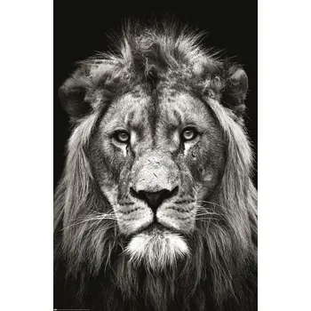 Plakát Plakát, Obraz - Christian Meermann - Löwe Black & White
