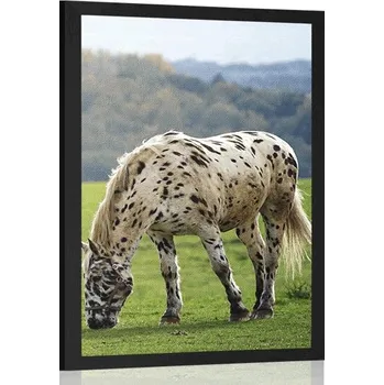 Plakát Dovido Plakát kůň na louce