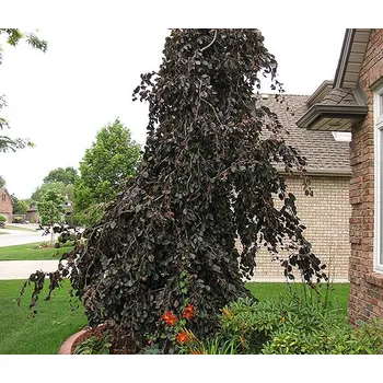 Sazenice Fagus sylvatica 'Purple Fountain' Kontejner, v. 125-150 cm - vřeteno