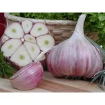 Česnek sadbový Harnaš paličák 10-14 ks