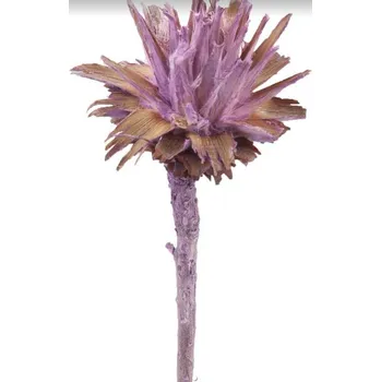 Sušené květiny Plumosum frosted color broomber, 20 ks, fialové