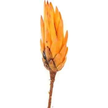 Sušené květiny Repens orange small, 30 ks, oranžové