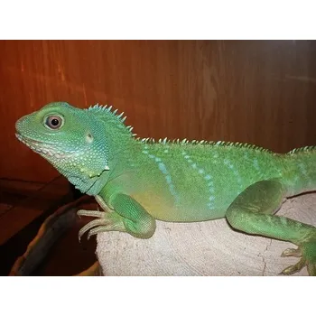 Terárium AKVA-TERA.CZ (SK) Výbava terária - agama kočinčinská