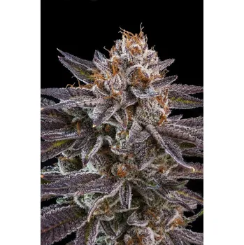 Semeno Ripper Seeds OMG feminized