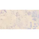 RAKO Levante WADV4592.1 30 x 60 cm