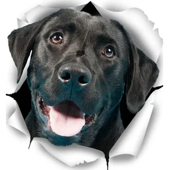 Labrador hlava - nálepka barevná 1 ks NAL/MP/