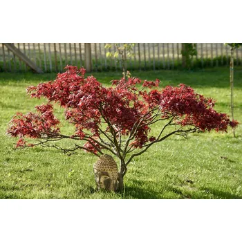 Umění Acer palm. 'Enkan' 30–40 cm