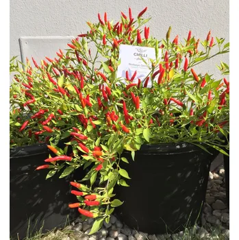 Bird's Eye Demon 10ks (balení 10)