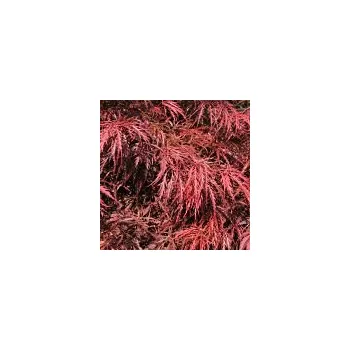 Sazenice Acer palmatum Garnet 30/40 cm
