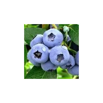 Sazenice Vaccinium corymbosum Elliot 20/30 cm