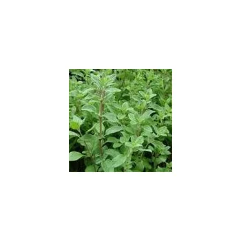 Semeno Origanum majorana