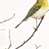 Samolepící dekorace Komar Ptáčci 19705 50 x 70 cm