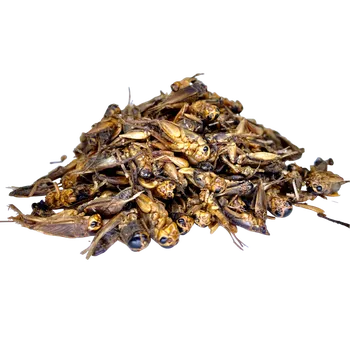 Teraristika LK Baits Pet Sušení Cvrčci 50g, S