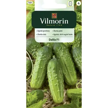 Semeno Okurka polní Dalila F1