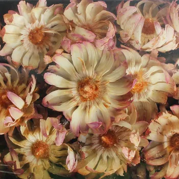 Zahradní dekorace SULPHUREA BASE CREAM TRAY 50KS (538083)