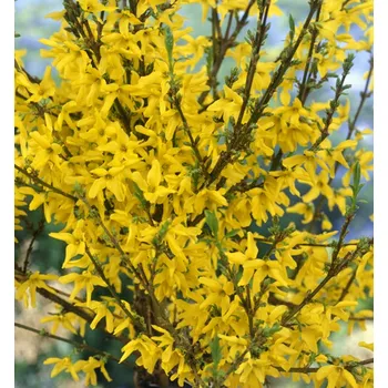 Sazenice Zlatice prostřední ´WEEK END´ 30-40 cm, kont. 1,4 l