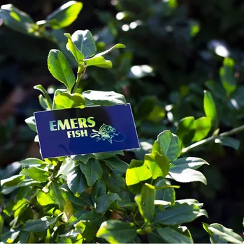 Emers Fish NÁLEPKA 150x80mm