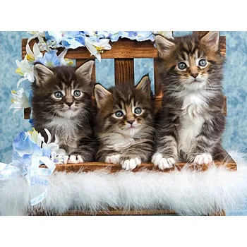 Diamantové malování Diamantové malování - Roztomilá koťátka č. 972