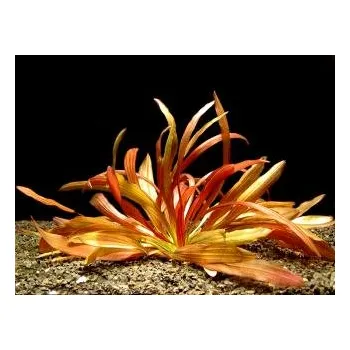 Akvarijní rostlina Echinodorus Rubin narrow leaf - Šípatkovec Rubin Narrow Leaf (balení - koš)