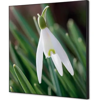 Kancelář Textilní dekorace na zeď 40 x 40 Bílé sněženky