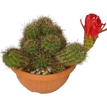 Sazenice Trichocereus grandiflorus