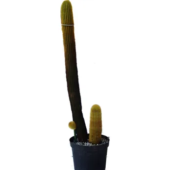 Sazenice Haageocereus aureispinus