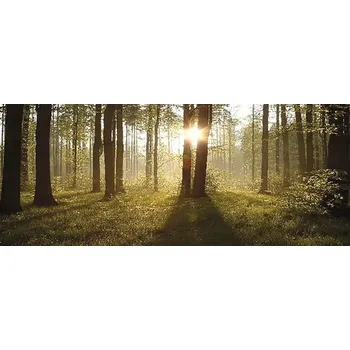 Obraz Obraz na plátně CAN 50120 les 120x50 cm