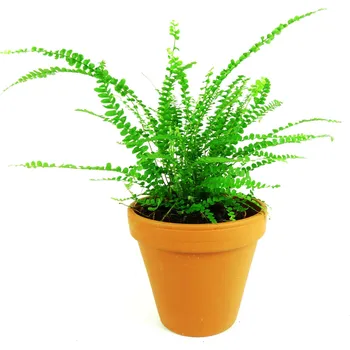 Gardners Nephrolepis cordifolia Duffii, průměr 12 cm Ledviník