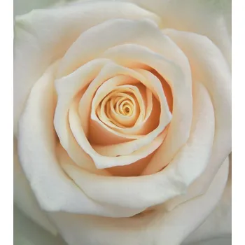 Tapeta Vliesová fototapeta na zeď Rasch 839654, Magic Walls, velikost 2,12 x 2,65 m