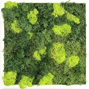 Obraz Gardners Obraz z lišejníku 35x35 cm, bílá