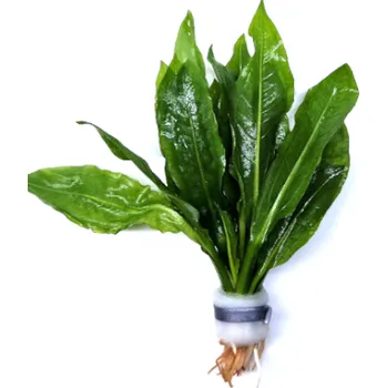 Akvarijní rostlina Echinodorus bleheri - svazek