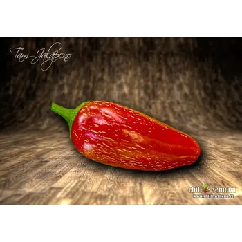 Semeno chilli-semena Tam Jalapeno