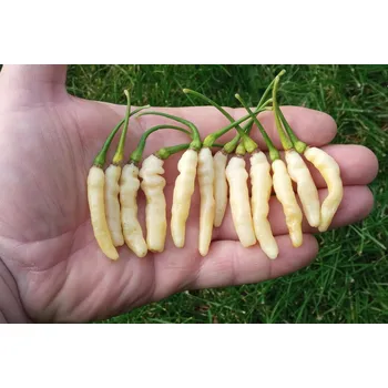 Semeno chilli-semena Aribibi Gusano