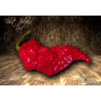 Semeno chilli-semena Bhut Jolokia Red