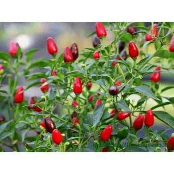 Semeno chilli-semena Bird's Eye Baby