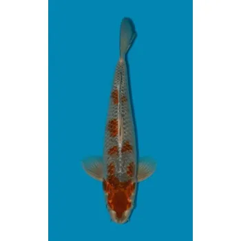 Krmivo pro rybičky SHQ Kin Ochiba Shigure ... JK 20150120