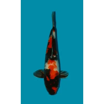 Krmivo pro rybičky HQ Showa Sanshoku ... JK 20150489