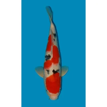 Krmivo pro rybičky VHQ Tategoi Taisho Sanshoku ... JK 20150176