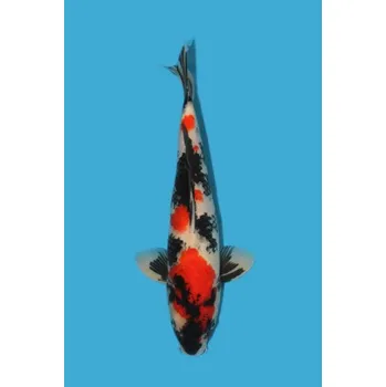 Krmivo pro rybičky VHQ Showa Sanshoku JK 20150090