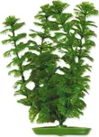 Rostlina Ambulia 30 cm
