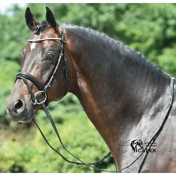 Uzdečka Busse -AREZZO- - Černá - Full