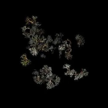 Zahraniční hudba 2LP deathcrash: Return 2023